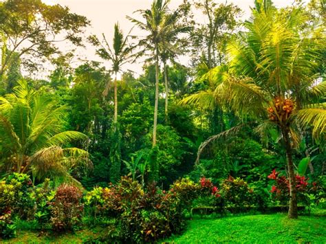 how to design a jungle garden