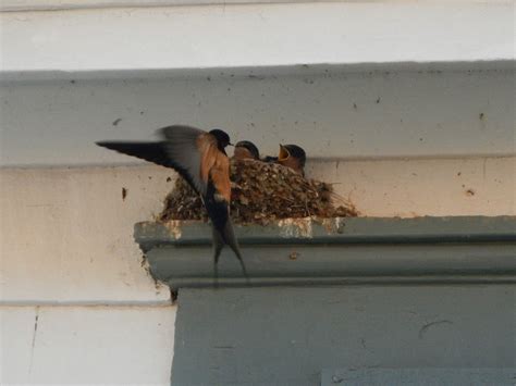 How To Prevent Swallows From Building Nests On House