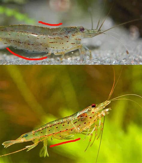 Macrobrachium dacqueti, the Giant River Prawn. One of mine. A baby still. Shrimps from hell that