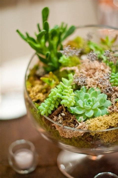 How To Display Succulents 59 Cute Examples DigsDigs