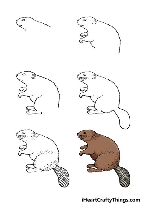 Beaver Drawing Lesson