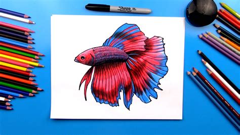How to Draw a Betta Fish Easy Drawing Art