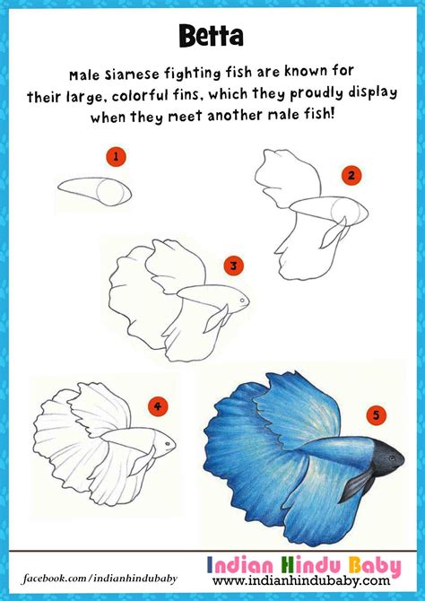 How to Draw a Betta Fish 10 Steps (with Pictures) wikiHow