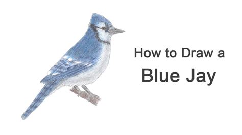 How to draw a blue Jay bird step by step Bird drawing easy