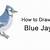 how to draw a blue jay step by step