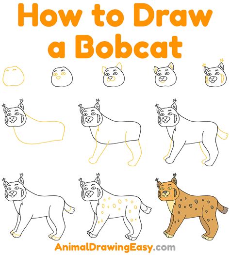 How to Draw a Bobcat High School Art Lessons Pinterest