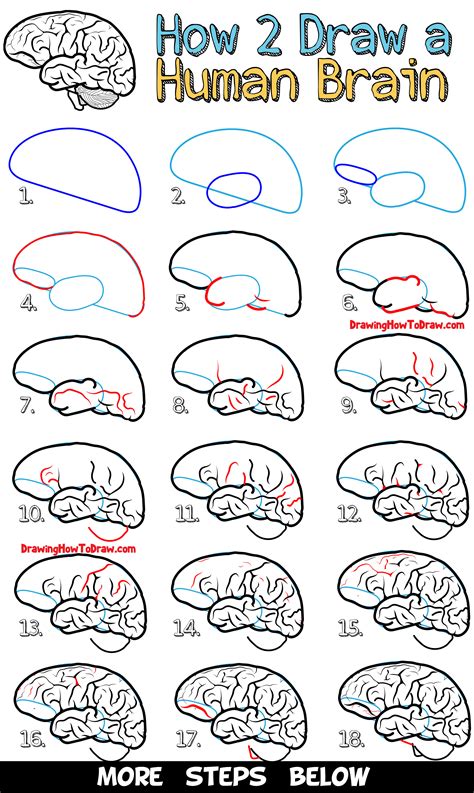 How To Draw A Human Brain Step By Step Easy For Beginners