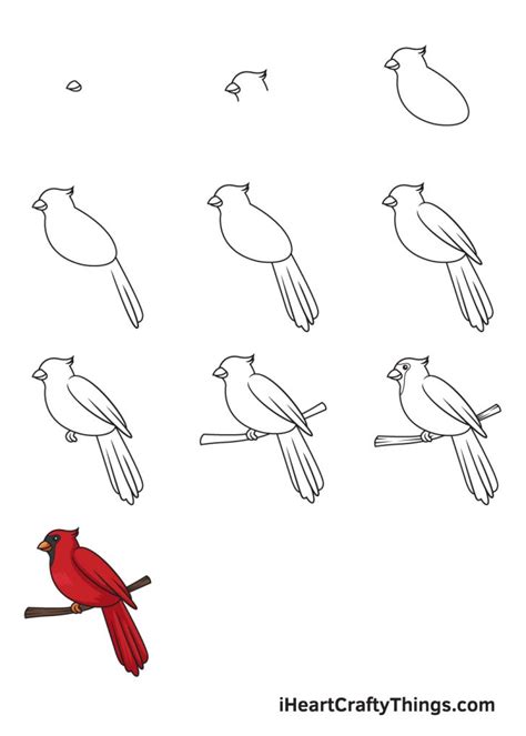 How to Draw A Cardinal Bird How to Draw A Cardinal Step by