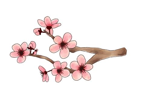 How to draw a cherry blossom Step by step Drawing