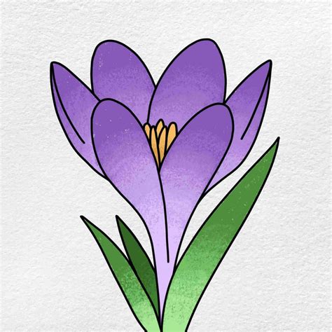 How to draw Crocus flower nature step by step for kids