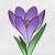how to draw a crocus step by step