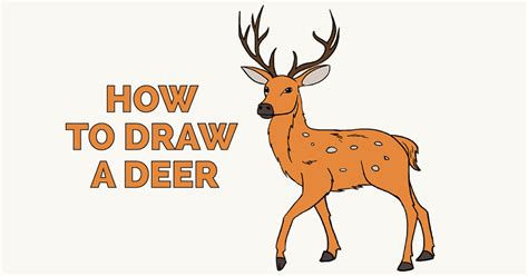 Fpencil How to draw Deer for kids step by step