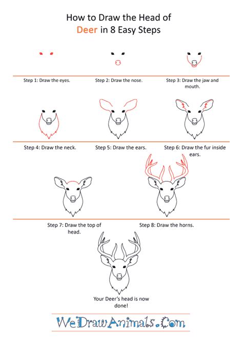 How to Draw Deer Step By Step Guide How to Draw