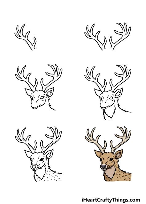 How to draw deer step by step Timelapse YouTube