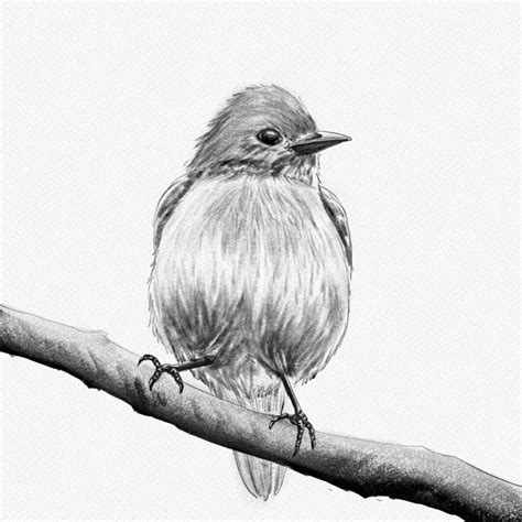 How to Draw a Bird Easy Drawing Art
