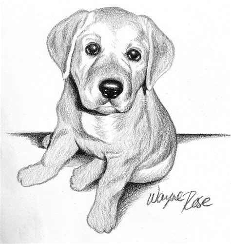 Pencil Drawings of Dog and Puppies from Your Photos for Sale