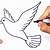 how to draw a dove
