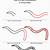 how to draw a earthworm step by step