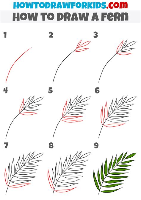 How to Draw Fern Leaves printable step by step drawing