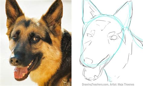 Learn How to Draw German Shepherd Dog Face (Farm Animals
