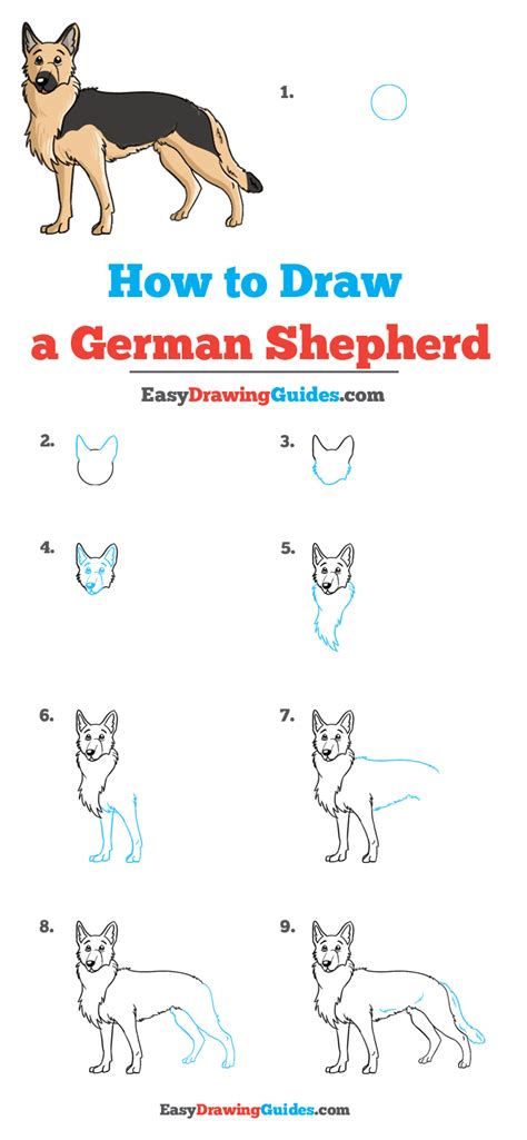 How To Draw A Dog German Shepherd Step By Step STOWOH