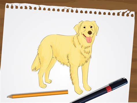 Learn How to Draw Golden Retriever Puppy (Dogs) Step by