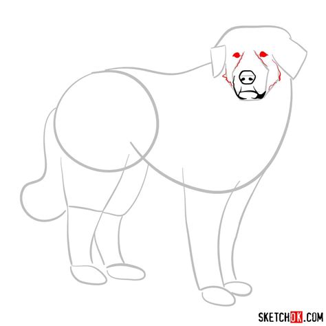 How to draw a Great Pyrenees dog Sketchok easy drawing