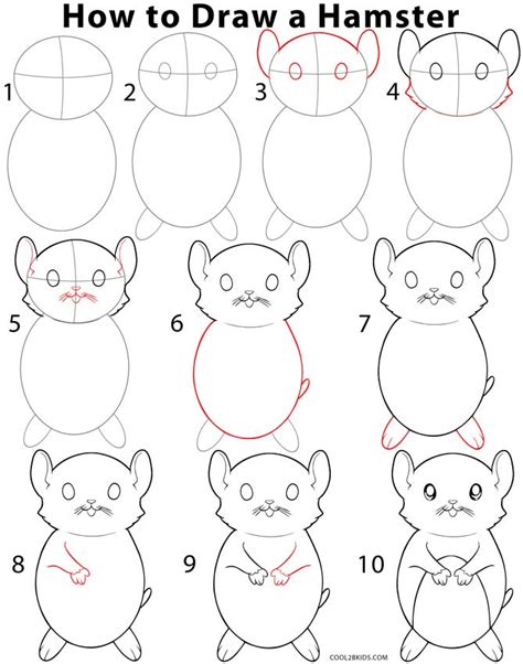 Page Shows How To Learn Step By Step To Draw A Hamster