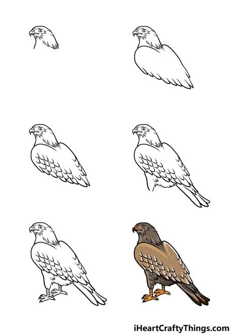 How to Draw a Baby Hawk