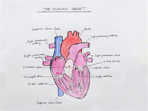 How to Draw a Heart Easy Drawing Step By Step Tutorials