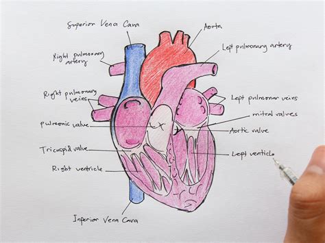 Pin by Christy Hulsey on Touching Heart organ, Human