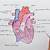 how to draw a heart organ