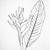 how to draw a heliconia flower