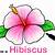 how to draw a hibiscus flower easy step by step