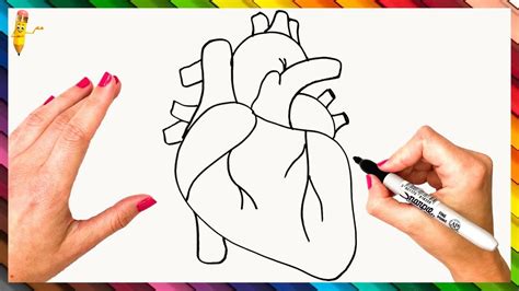 How to draw human heart diagram in easy way step by step
