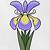 how to draw a iris flower step by step easy