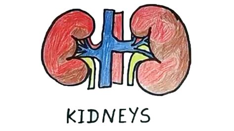 Kidney Drawing at Explore collection