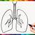 how to draw a lungs step by step