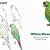 how to draw a macaw step by step