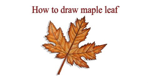 Learn how to draw a Canadian maple leaf step by step