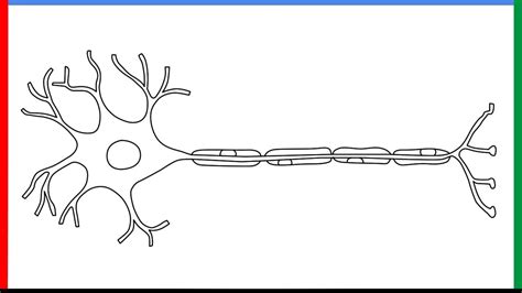 How To Draw NEURON in Easy steps Structure of NEURON
