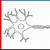 how to draw a neuron step by step