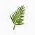 how to draw a palm leaf step by step