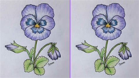 How to Draw a Pansy, Step by Step, Flowers, Pop Culture