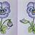 how to draw a pansy