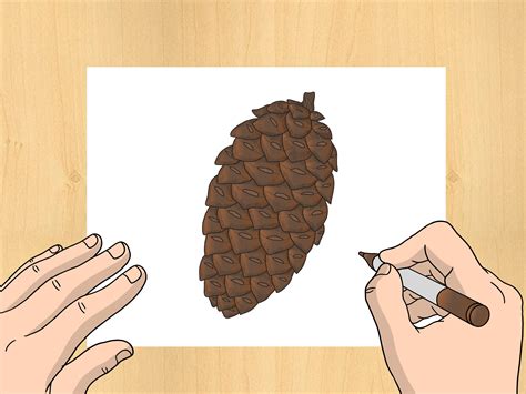How to Draw a Pinecone 6 Steps (with Pictures) wikiHow