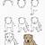 how to draw a pitbull step by step