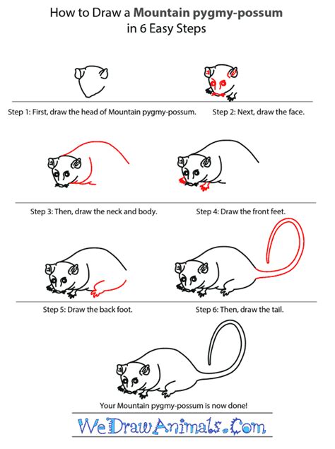 Learn How to Draw a Virginia opossum (Wild Animals) Step
