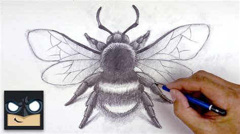 How to Draw a Realistic Bee YouTube