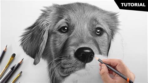 Drawing a Dog (Puppy) Time Lapse YouTube